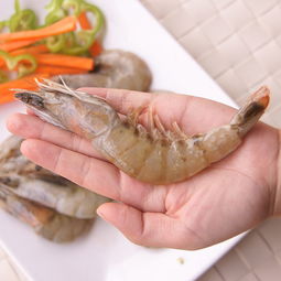 探寻虾中至味 哪种虾最值得品尝？