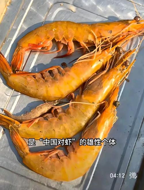 青岛虾(多数照片来自五次方物语)